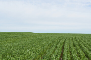 Fototapeta na wymiar Beautiful green wheat field in countryside.