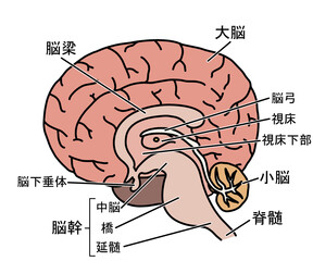 脳の解剖