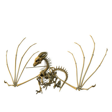 3d render dragon bones fantasy creature