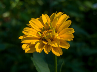 Close-up photo of a yellow heliopsis flower