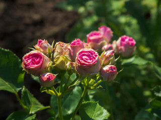 Close-up photo of pink rose flowers