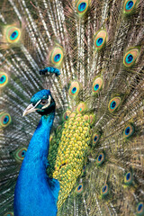 Fototapeta premium Proud Colorful Male indian Peacock Portrait with Full Feather Plume open with direct morning sunlight.
