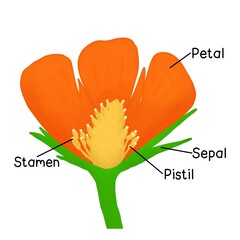 Flower structure 