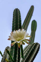 Peruvian apple cactus or Hedge cactus or Cereus hildmannianus in full bloom close up