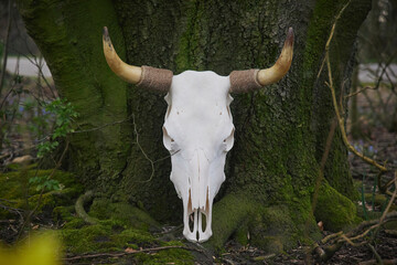 Obraz na płótnie Canvas Huge bull skull in the evening forest