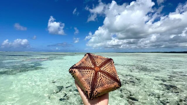 Seestern im Meer