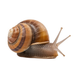 Snail isolated on transparent background. Generative AI.