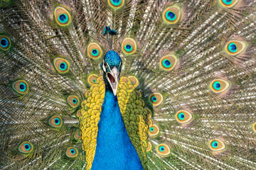 Fototapeta na wymiar Proud Colorful Male indian Peacock Portrait with Full Feather Plume open with direct morning sunlight.