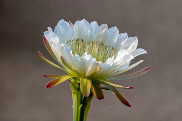 Peruvian apple cactus or Hedge cactus or Cereus hildmannianus in full bloom close up