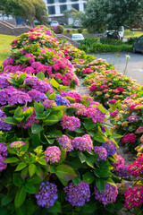Magnifiques hortensias du Trégor en Bretagne - France