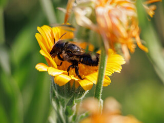 Osmia lignara conocida como abeja alba&ntilde;il del huerto recolectando n&eacute;ctar de una flor