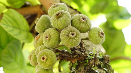 green ficus auriculata