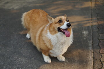 Corgi dog walking in the street