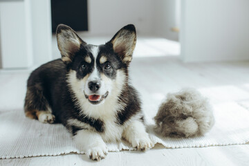 Beautiful Corgi dog with shedding fur lying on the floor. Fluffy doggy and coat shed annually in the spring or fall at home indoors. Hygiene allergy animal care concept.