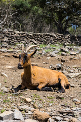 Chèvre couchée sur le sol sur le chemin de randonnée des Vailhés près du Lac du Salagou
