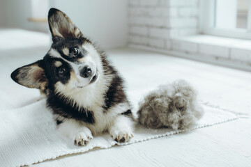 Beautiful Corgi dog with shedding fur lying on the floor. Fluffy doggy and coat shed annually in the spring or fall at home indoors. Hygiene allergy animal care concept. - 614380980