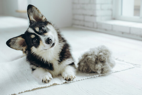 Beautiful Corgi dog with shedding fur lying on the floor. Fluffy doggy and coat shed annually in the spring or fall at home indoors. Hygiene allergy animal care concept.