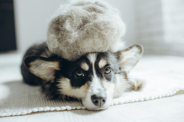 Beautiful Corgi dog with shedding fur lying on the floor. Fluffy doggy and coat shed annually in...