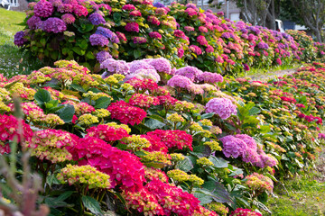 Magnifiques hortensias du Trégor en Bretagne - France