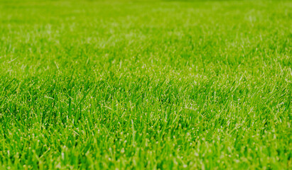 green grass closeup view. beautiful manicured green lawn. selective focus. lush green grass blades and foliage. soft background. wallpaper and backdrop image. freshness and nature concept