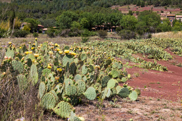 Figuiers de Barbarie (Opuntia ficus-indica) en fleur sur les bords du Lac du Salagou