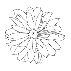 Garden flower. Vector illustration. Botanical drawing of flowering plant.