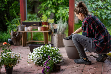 A woman in work gloves is transplanting blooming petunia flowers in pots, on the terrace. Summer lifestyle, life in a country house