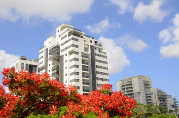 Modern residential area. Flowering trees near the new building. Luxury real estate. Investment in an apartment. Comfortable balconies and blooming Royal poinciana
