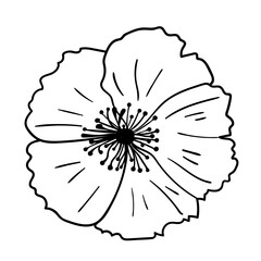 Garden flower. Vector illustration. Botanical drawing of flowering plant.