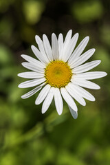 Obraz premium White chamomile flower on a background of green grass