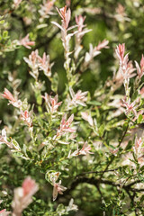 pink leaves on a shrub in the garden