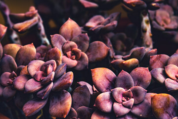 vivid purple color cactus background, Succulents vintage ,dark purple color of  close-up, fashion background