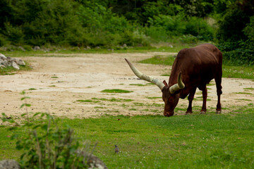 Single Ankole-Watusi with long horns grazing near a patch of dry ground