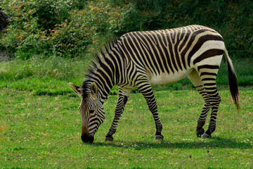 Fototapeta na wymiar Single zebra grazing on green grass with foliage in the background.
