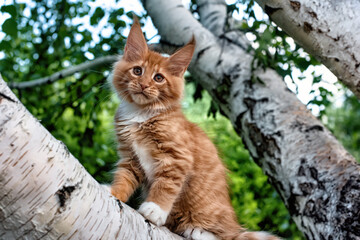 Naklejka na ściany i meble A big red maine coon kitten sitting on a tree in a forest in summer.