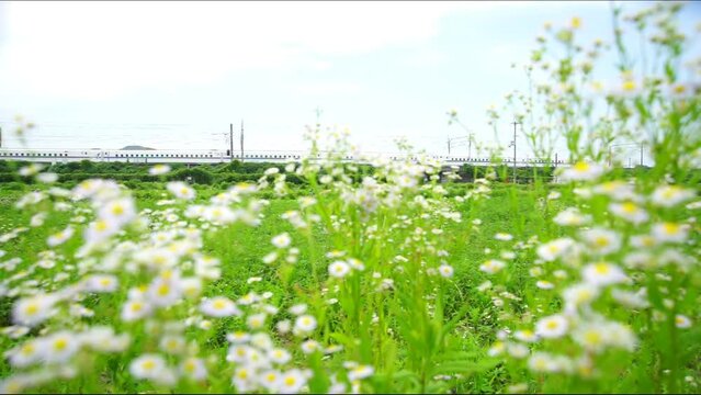 初夏の近江路を走る東海道新幹線N700A （東海道新幹線 京都 - 米原, 2023年6月）