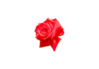 Rosenblüte rot freigestellt