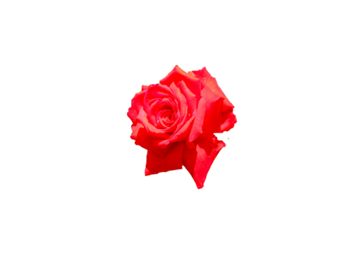 Rosenblüte rot freigestellt