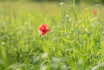 Wonderful blooming landscape. Close up of red poppy flowers in a field. - 614386987