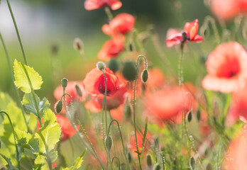 Wonderful blooming landscape. Close up of red poppy flowers in a field. - 614387172