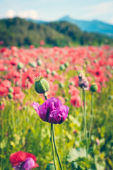 Wonderful blooming landscape. Close up of red poppy flowers in a field. - 614387326