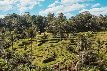Fototapeta na wymiar Beautiful rice terraces and blue sky near Tegallalang village, Ubud, Bali, Indonesia - no effect