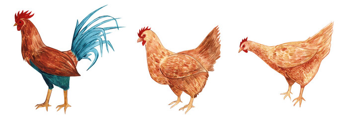 chicken set watercolor