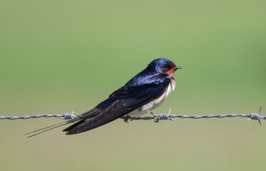 Barn swallow-Hirundo rustica