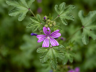 close up of purple flower in the garden 