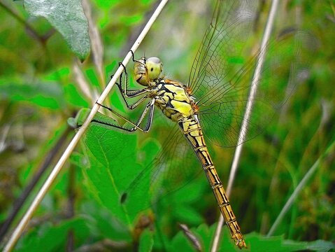 Close-up detail of dragonfly. The dragonfly image is wild with blur background.