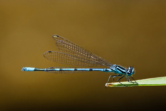 agrion jouvencelle
