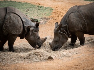 Rhinocéros 