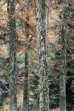 The Forest
