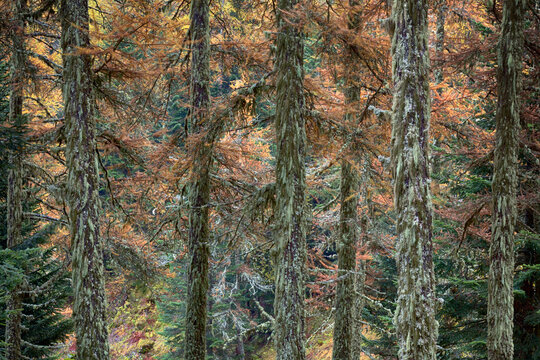 The Forest